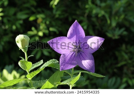 purple balloon flower isolated on nature background. close up of a purple flower