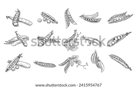peas handdrawn engraving doodle collection Royalty-Free Stock Photo #2415954767