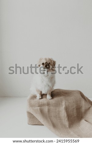 Charming stock photo captures the friendship between a white Chihuahua and Tibetan Spaniel. A heartwarming portrayal of joy, loyalty, and canine companionship.