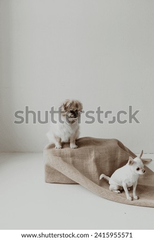 Charming stock photo captures the friendship between a white Chihuahua and Tibetan Spaniel. A heartwarming portrayal of joy, loyalty, and canine companionship.