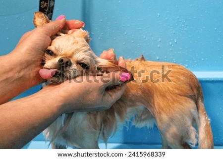 Funny chihuahua taking a shower in grooming salon. Hand of woman groomer bathing a dog. Wet fur. Professional washing, hygiene, welness, spa procedures of animals concept. Close up