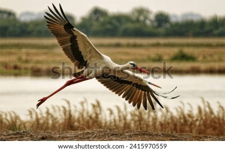 Stork bird flying on the water and field Royalty-Free Stock Photo #2415970559
