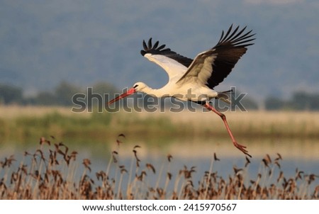 Stork bird flying on the water and field Royalty-Free Stock Photo #2415970567