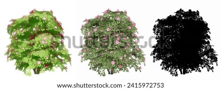 Set or collection of Japanese Camelia trees, painted, natural and as a black silhouette on white background. Conceptual 3d illustration for nature, ecology and conservation, strength, beauty