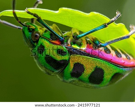 closed up jewel bug under green leaf