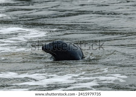 Grey Seal (Halichoerus grypus) Black immature at edge of surf. Royalty-Free Stock Photo #2415979735