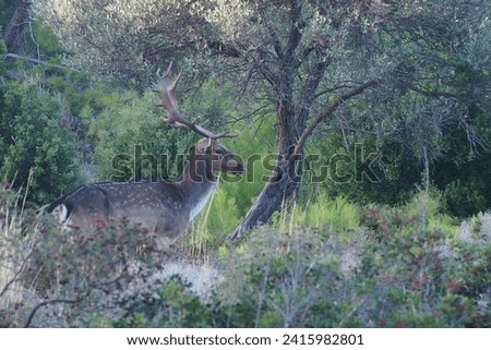 In the picture you can see a deer really near and with details. The deer have a huge Antler. The deer is standing in a green, mediterranean landscape. It's looking into the camera.