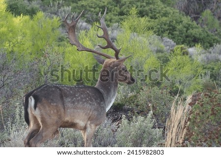 In the picture you can see a deer really near and with details. The deer have a huge Antler. The deer is standing in a green, mediterranean landscape. It's looking into the camera.