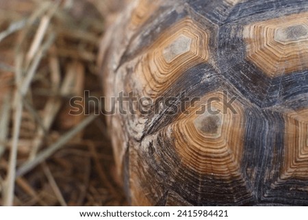 Sulcata tortoise  shell, copy space