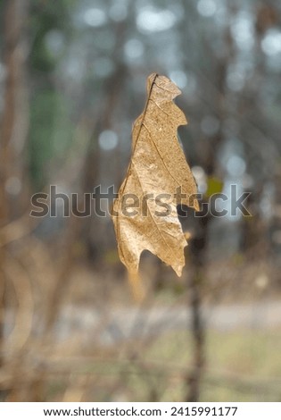 Dry oak leaf on a blurred background of a winter forest. Amazing picture.