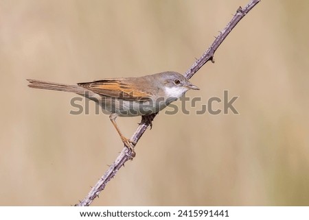 Common whitethroat or greater whitethroat (Curruca communis) in polder Arkemheen in the Netherlands Royalty-Free Stock Photo #2415991441