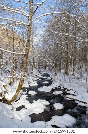 A creek in a wild mountain area among the trees in winter