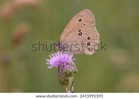 The ringlet butterfly - Aphantopus hyperantus resting on Cirsium arvense the creeping thistle or field thistle Royalty-Free Stock Photo #2415991591