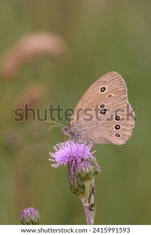 The ringlet butterfly - Aphantopus hyperantus resting on Cirsium arvense the creeping thistle or field thistle Royalty-Free Stock Photo #2415991593
