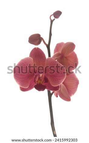 Blooming moth orchids, Species of Phalaenopsis, beautiful ornamental plant, on white background
