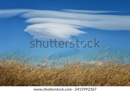 Large lenticular cloud over a flock of birds and a field of dry grass.