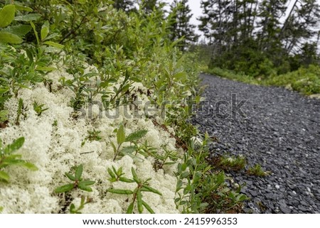 Reindeer moss, deer moss, or caribou moss (Cladonia rangiferina), a white lichen found primarily in alpine tundra, it is extremely cold-hardy. An important food for reindeer (caribou). Soft when wet. Royalty-Free Stock Photo #2415996353