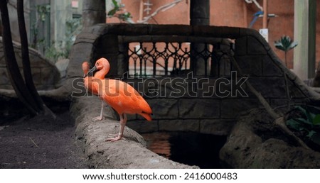 Scarlet Ibises birds of South America thrive in zoo setting These birds of South America with red plumage highlight ecological wonders. Birds of South America ambassadors of wild nature. Royalty-Free Stock Photo #2416000483