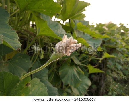 Close up of gourd flower in nature garden, stock photo