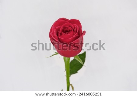 This is a photo of a red rose