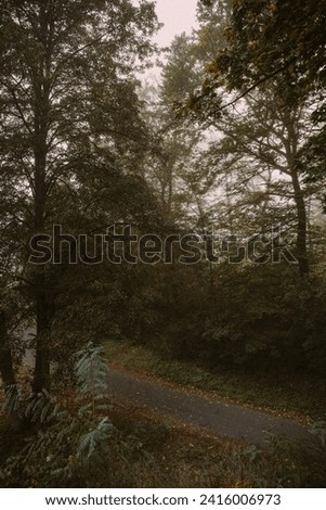 Road in the Foggy Park