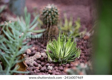 Selective focus on the succulent plants. Close-up of succulent plants in the garden against the blurred background. Royalty-Free Stock Photo #2416007469