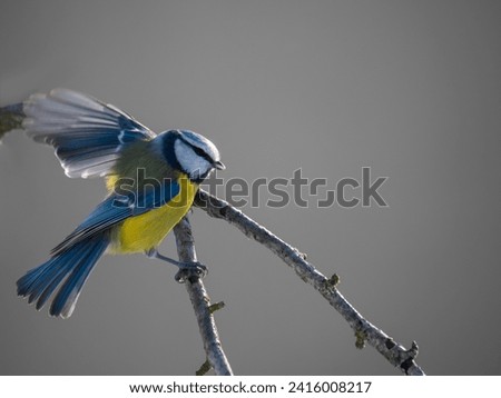 Small bird the great titmouse sitting on tree branch on nature background