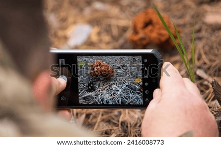 A mushroom picker takes pictures of a giant false morel mushroom in the forest on a mobile phone. Gyromitra gigas, snow morel, calf brain or bull nose. Space for text.