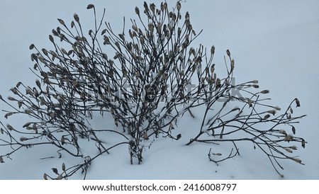 Snowfall. Scenic winter landscape featuring a bush covered in a blanket of freshly fallen snow, creating a serene and picturesque scene.