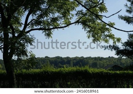 Landscape from under a walnut tree and behind hedges. 