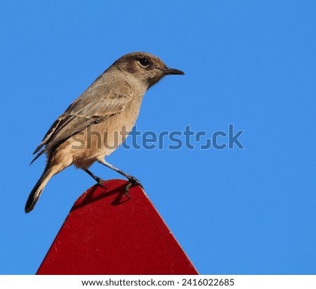 Common chat perched on a traffic sign.