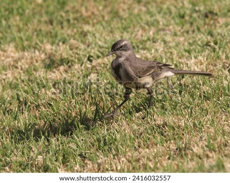 Cape wagtail walking on the grass.
