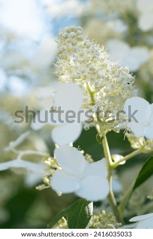 beautiful  blossom of white  hydrangea with different variouse flowers  at summer  sunny day.  macro