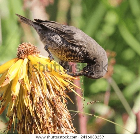 Amethyst sun bird perched on a aloe flower.