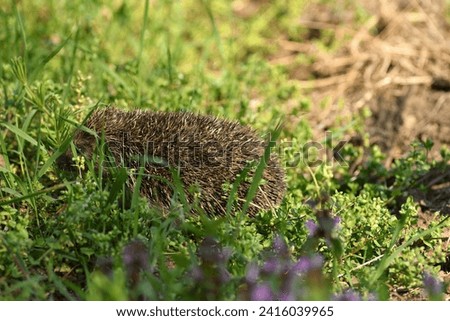 hedgehog curled up into a ball of sharp prick is defending itself from the enemy Royalty-Free Stock Photo #2416039965