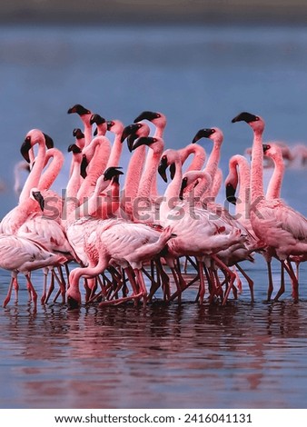 Flamingos are dancing in a
group showing their pink color
The wetland near Porbandar is a
beautiful scene with pink paving
stones This picture was taken in
2021