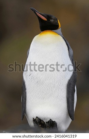 A white , black, orange, yellowish penguin 🐧🐧