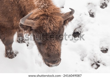 Bison bonasus - European bison walks on snow view from the top. Winter season in Lithuania Europe.European species of bison. It is one of the extant species. Royalty-Free Stock Photo #2416049087