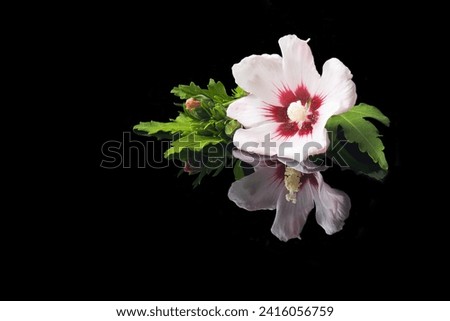 Close-up of Syrian hibiscus on a black background
