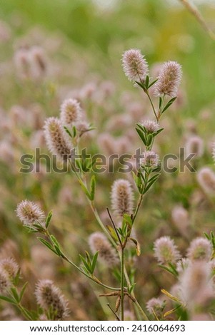 Trifolium arvense closeup. Fluffy clover in a meadow. Summer flora growing in the field. Colorful bright plants. Selective focus on the details, blurred background.