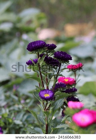 Close up of a bunch of bright colourful flowers in the garden. Portrait. Bangladesh, India, Asia
