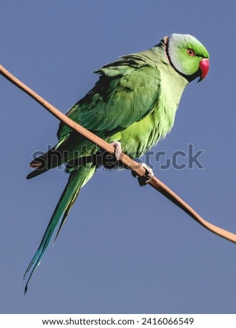 A green color parrot with a red beak sitting on an electric wire and a light pole in front of a house is a picture taken in the month of January 2019.