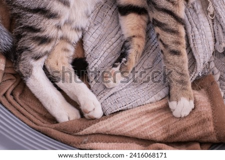 cat paws on a towel domestic cozy atmosphere environment wallpaper background concept picture 