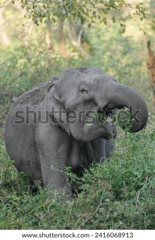 Its fooding time, don’t disturb. Elephant feeding Royalty-Free Stock Photo #2416068913