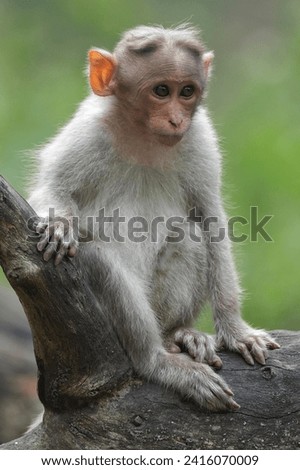 Cute little monkey posing for a picture