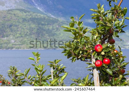 apple tree with apples and a beautiful view in the background. Norway 