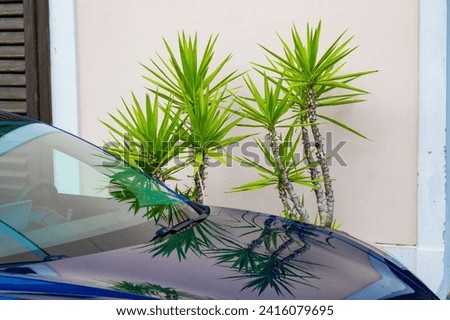 Spineless yucca (Yucca elephantipes) in summer city near a modern car. Tropical and urban concept.