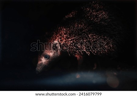 Hedgehog posing in the dark.  Wildlife art. Black nature background.