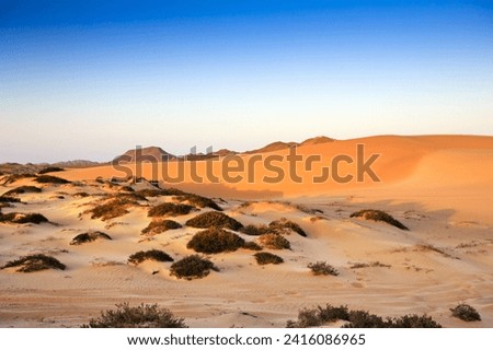 The Arabian Desert is filled with camels with their creative yellow colors in Saudi Arabia, the United Arab Emirates, Qatar and Dubai