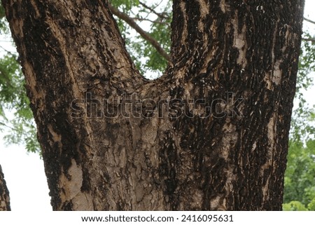 The texture of the outer bark of the tree is dark brown and light brown with a hint of black. Selected focus.